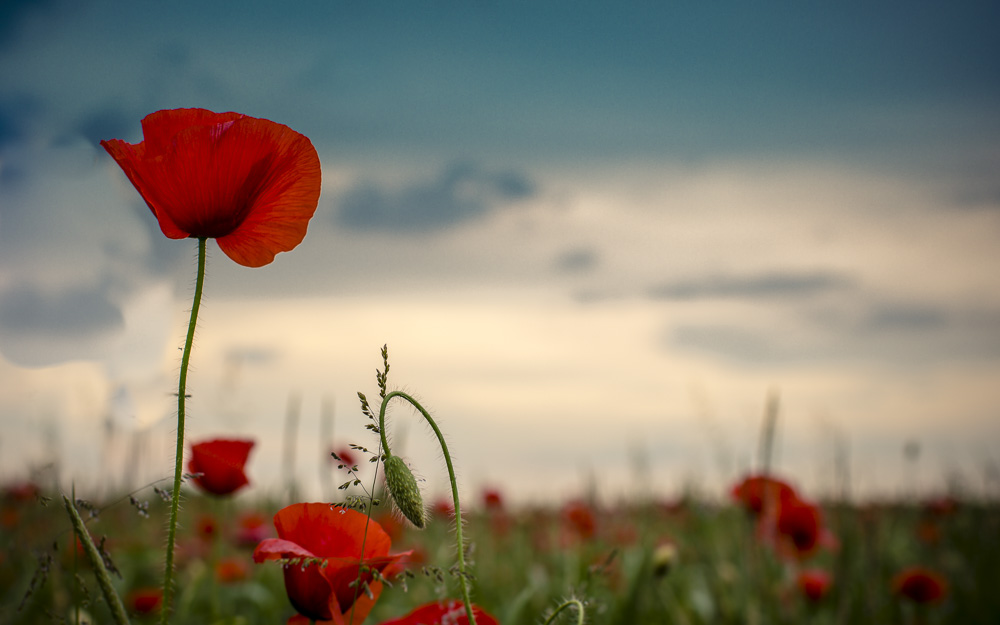 10. Platz Anton Kienle